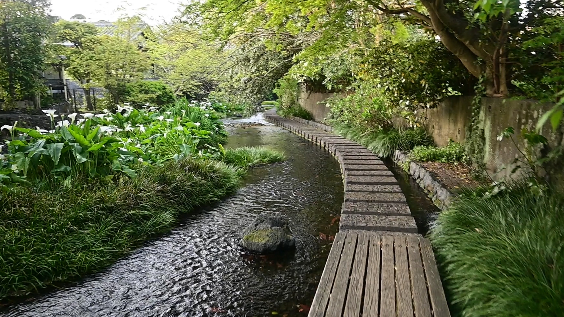 The promenade on the spring water — Mishima city walking
