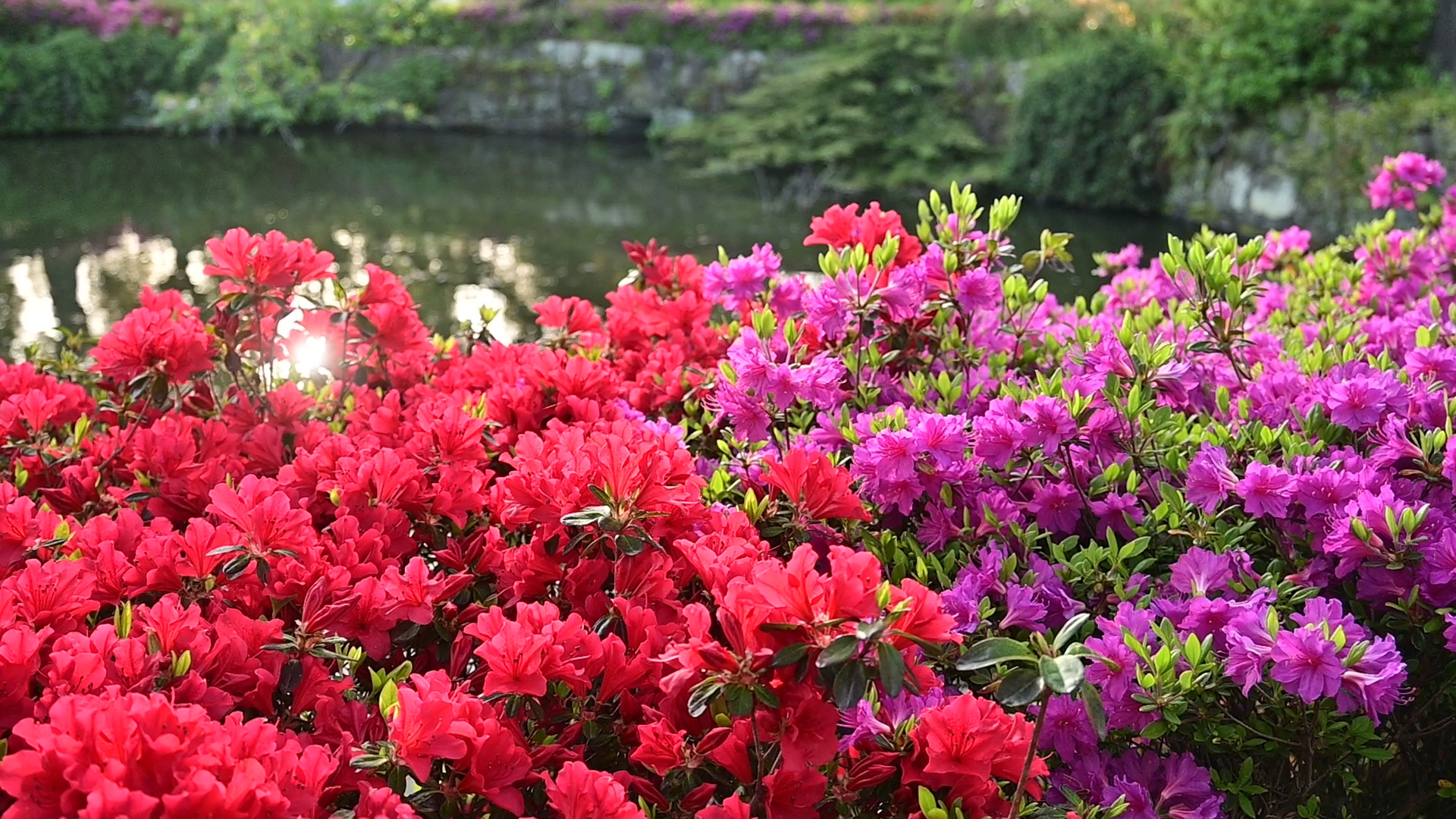 The promenade stretches over 1 km from its headwater, with the renowned Mishima Shrine nestled nearby at its midpoint. The shrine grounds are adorned with seasonal flowers, creating a vibrant setting where locals gather in the morning for exercise or yoga—an atmosphere that invites you to feel like a part of the community. 02