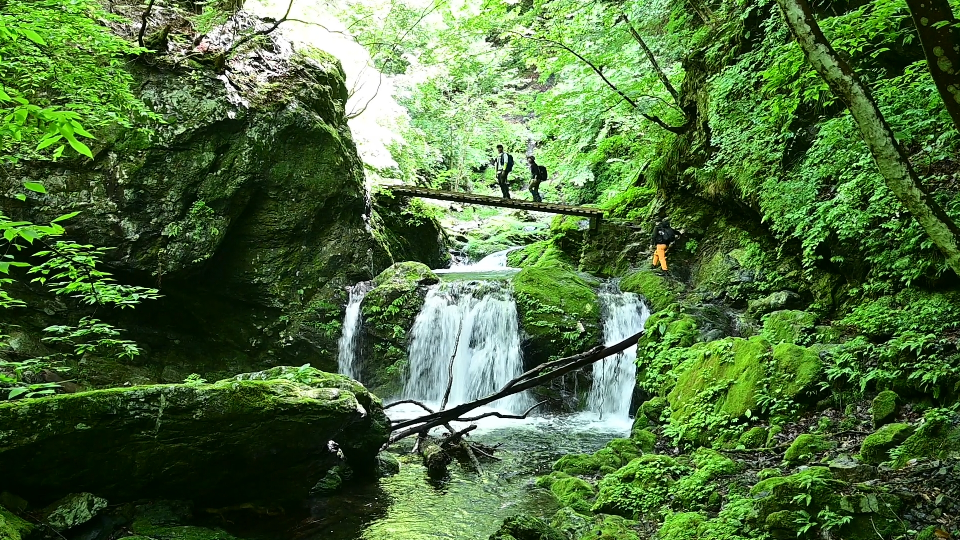 A trail through emerald gorges — Hiking to Mt. Kawanori in Okutama
