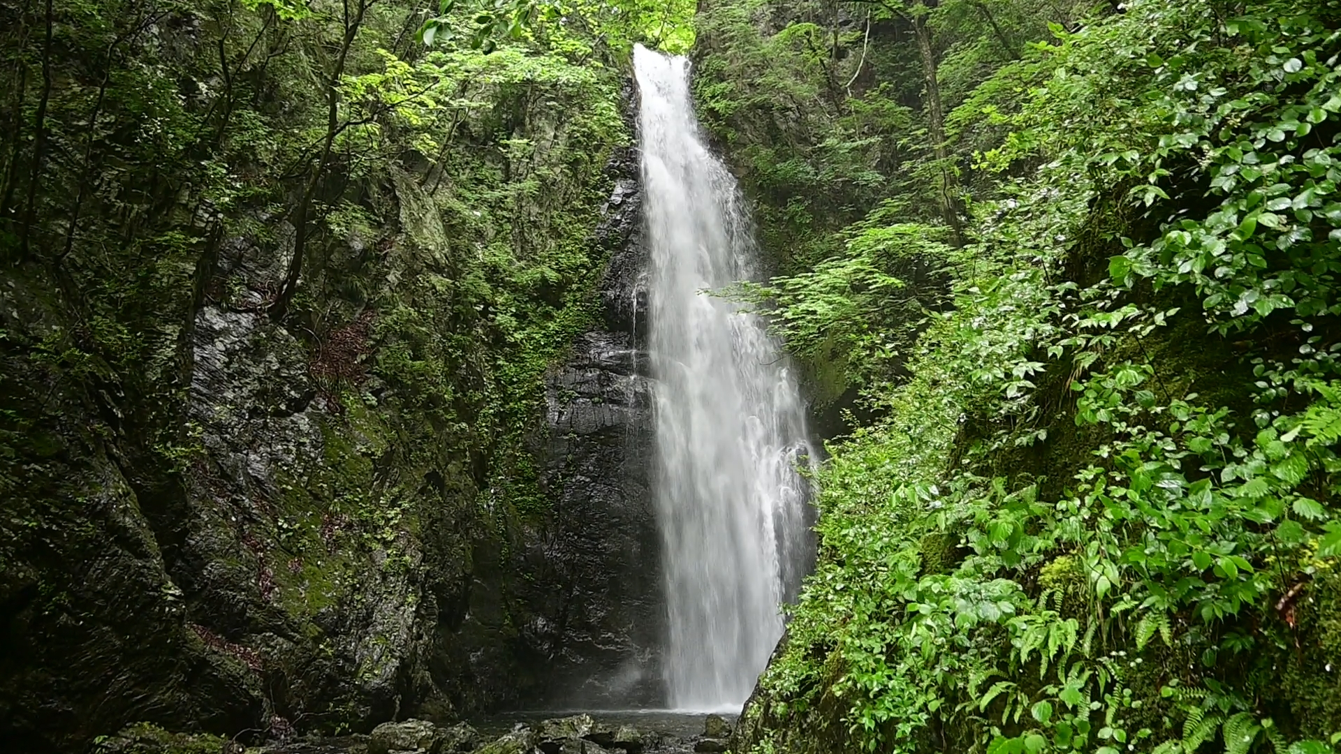 Another hour’s walk through lush greenery brings you to Hyakuhiro Falls, likely the largest waterfall in the Okutama area — comparable to Tatsuma Falls, hidden deep in Nippara. After this point, the trail gradually leaves the gorges and begins traversing to ridges, gaining elevation. It’s best to take a longer break here to cool down before tackling the strenuous ascent to Mt. Kawanori’s peak. As there are some dangerous sections ahead, staying focused is essential. 01