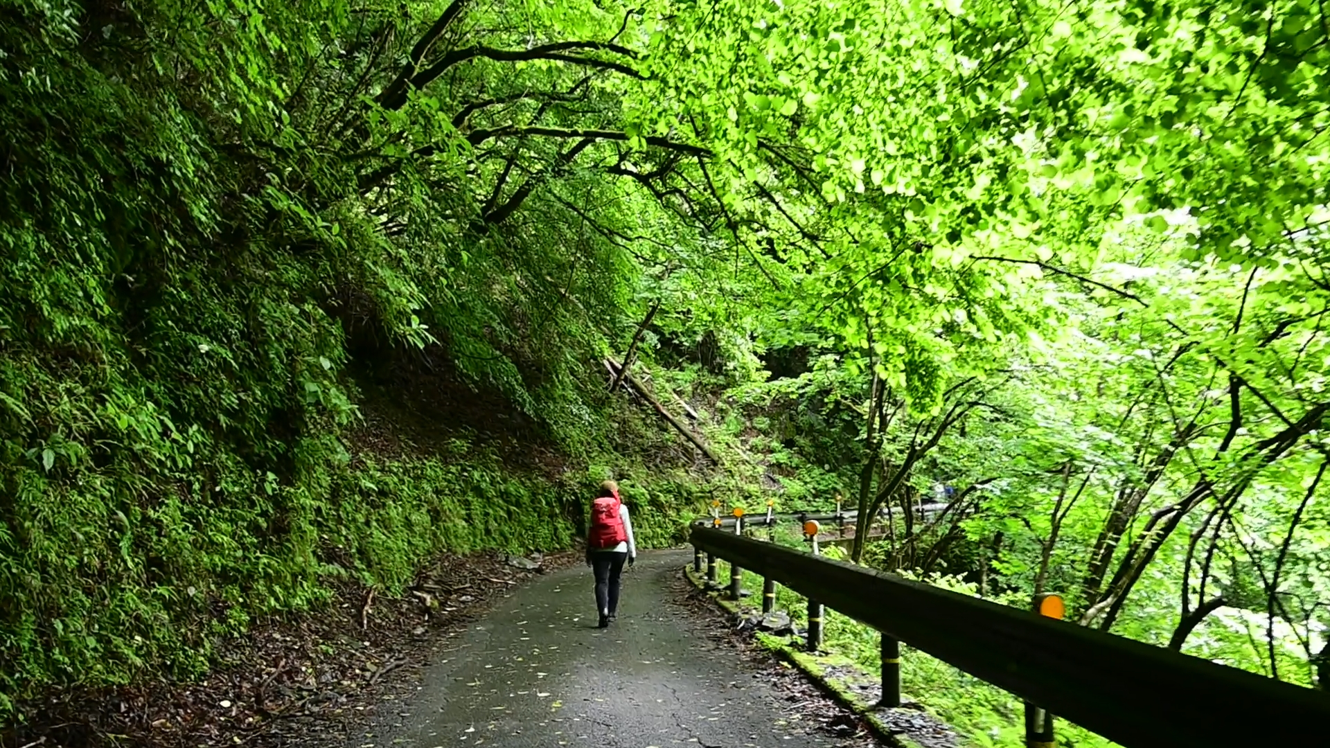 Be sure to hop off the bus at Kawanori Bashi (Bridge) — many hikers do the same, so you won’t miss it. From the trailhead, you’ll follow Kawanori Rindō (forest road) for approximately one hour, descending alongside Kawanori Gorge, already deep in lush greenery. As hikers spread out at their own pace, the crowds thin, and you’ll soon find yourself immersed in the nature of Tokyo.<br />
<br />
At Hosokura Bridge, leave the forest road and enter a mountain trail that continues along Kawanori Gorge. The initial section is well-maintained, like much of Okutama, but there are a few critical points where a slip or fall could be serious. In mountain trails—and even climbing routes—there are two types of difficulties: 'easy but critical if you slip' and 'difficult but not critical even if you slip'. Kawanori Gorge falls into the first category. 01