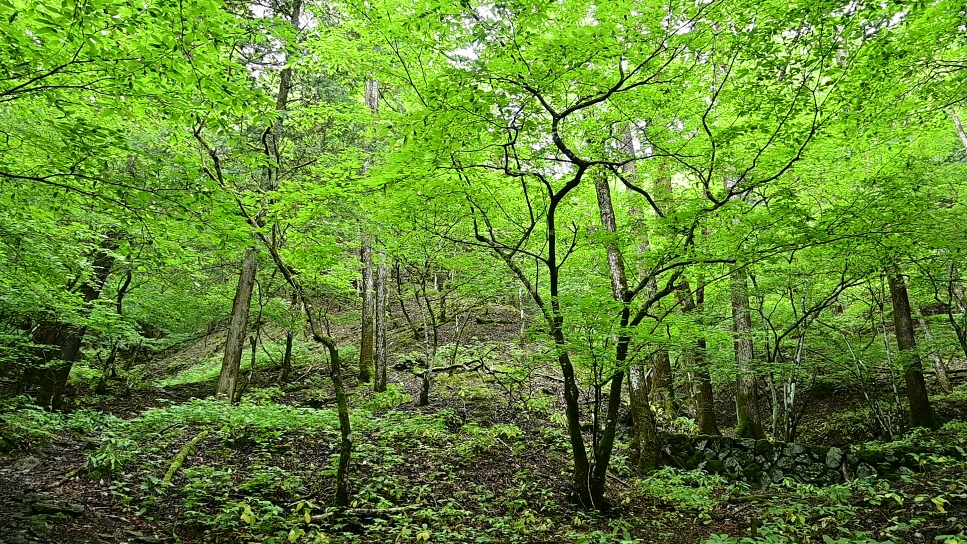 There are two routes to reach the summit, but I recommend taking the shorter path along Hiuchiishi Gorge. As you follow the trail, you’ll notice the river shrinking and eventually fading into the forest at its headwaters. Along the way, you’ll also come across old stone dams — the remnants of former wasabi fields. Just a few decades ago, Okutama was home to mountain communities that relied on nature for their daily lives, cultivating wasabi, foraging wild vegetables, and hunting for animal.<br />
<br />
The peak itself is not remarkable, offering only a limited view of Nagasawa Back Ridge, deep within Okutama. Mt. Kawanori stands out not for its summit vistas, but for its breathtaking gorges — its true highlight lies in the journey, not the destination. 01