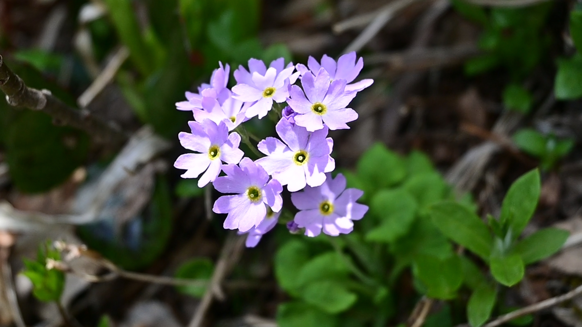 Yukiwarikozakura, a member of the Primula family, has a modest charm with its unassuming appearance. Iwakagami, a species in the Asterid clade, is commonly found along trails in northern Japan and in the higher mountains of the central region. While they may not possess the rarity of the Ichige or Chinguruma, their vivid hues and prolonged blooming season grant them a starring role among the alpine flora — the quintessential supporting cast on the mountainous stage. 01
