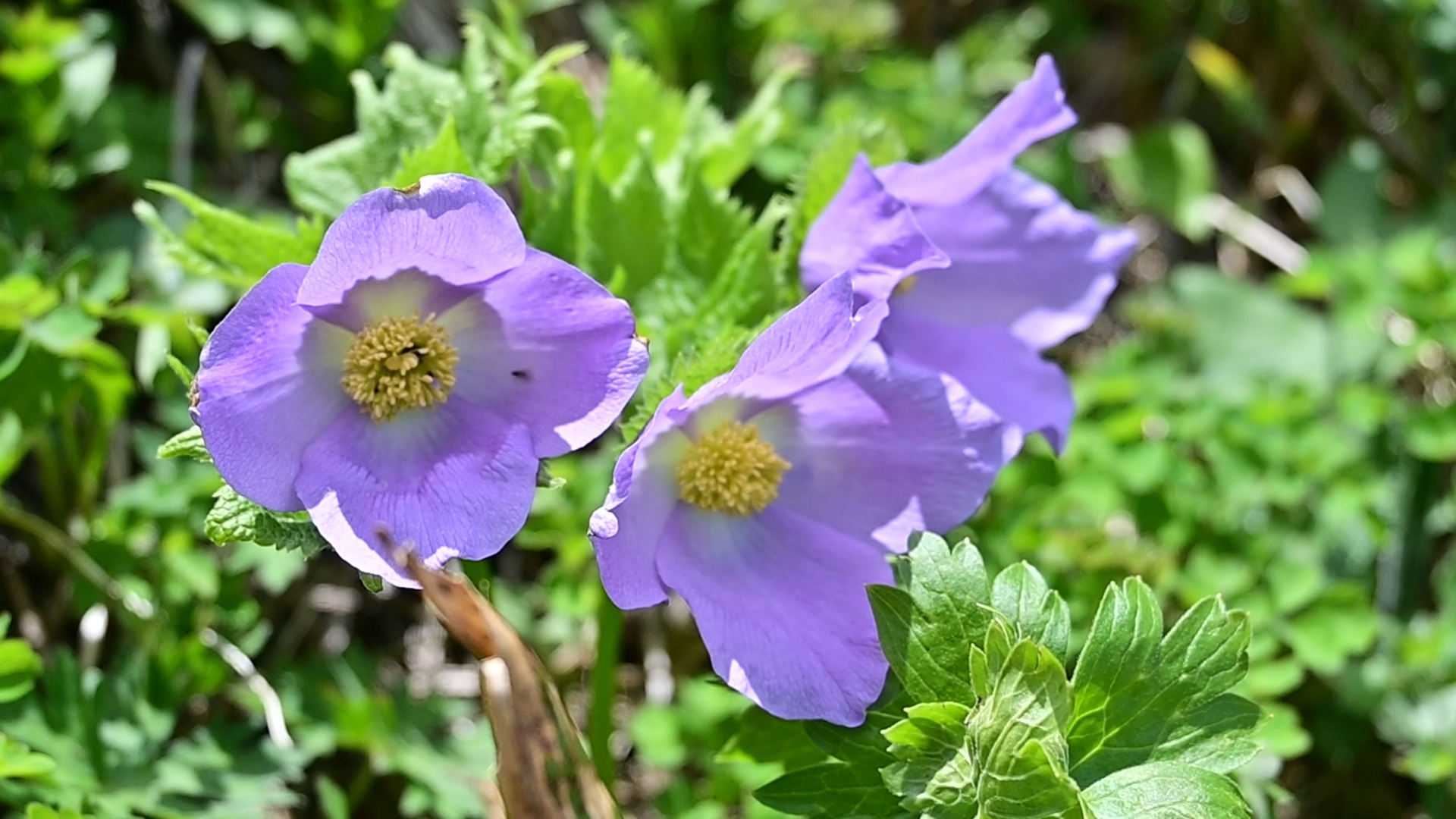 Shirane-Aoi (Glaucidium Palmatum) and Fuderindō (Gentiana Zollingeri) are vibrant purple flowers. The former, a relative of Hydrastis, is often found along moist mountain streams, while the latter, a member of the gentian family, prefers the drier ridgelines. Though entirely different in kind, they bloom in unison during the same season — bursting forth in vivid color and drawing countless insects, a quiet marvel of nature’s synchronicity. 01