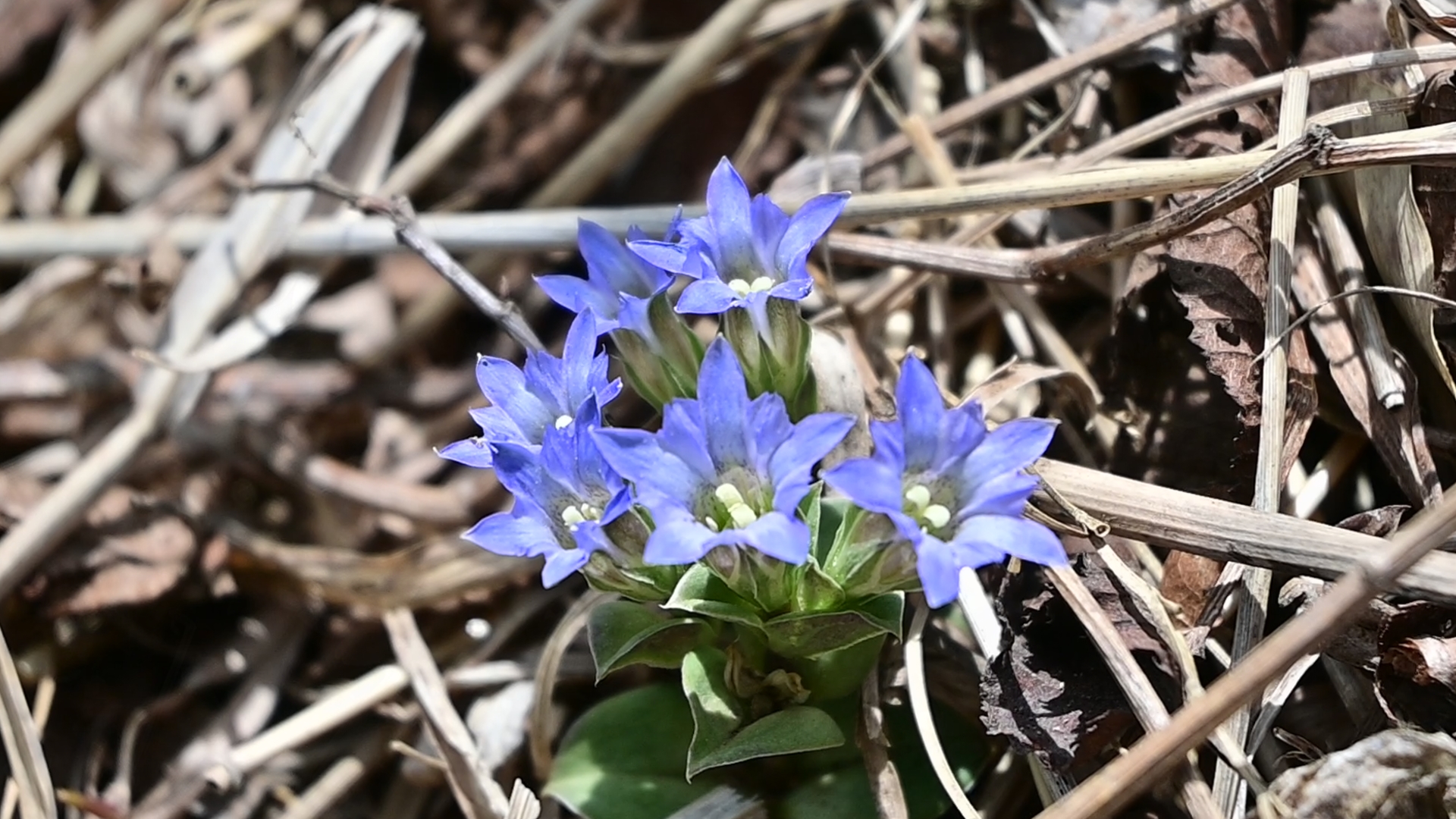 Shirane-Aoi (Glaucidium Palmatum) and Fuderindō (Gentiana Zollingeri) are vibrant purple flowers. The former, a relative of Hydrastis, is often found along moist mountain streams, while the latter, a member of the gentian family, prefers the drier ridgelines. Though entirely different in kind, they bloom in unison during the same season — bursting forth in vivid color and drawing countless insects, a quiet marvel of nature’s synchronicity. 02
