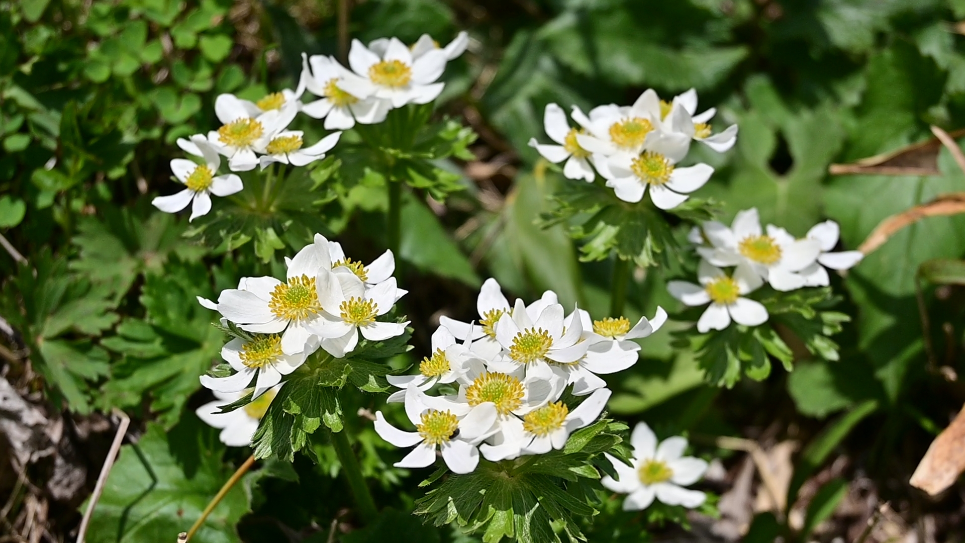 Alongside the Hakusan-Ichige, it is the Chingluma (Geum pentapetalum) that adorns Mt. Fubo in early summer. Like Ichige, it bears delicate white petals, but its yellow center and smaller leaves make it easy to distinguish. The interplay of these two alpine flowers is a fleeting spectacle of Tohoku’s early summer — an ephemeral burst of life, like fireworks, visible only for a brief moment in June. 01