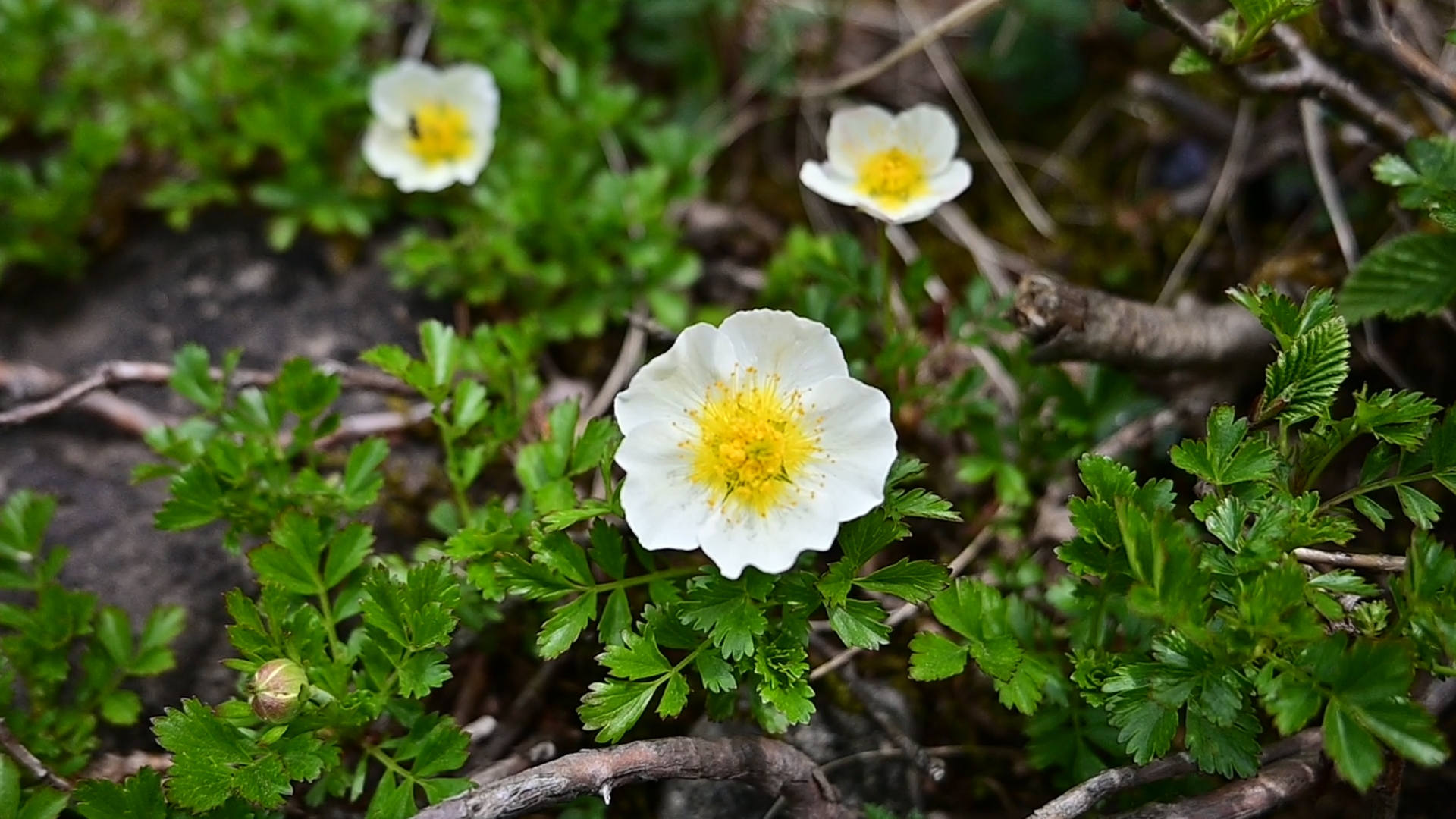 Alongside the Hakusan-Ichige, it is the Chingluma (Geum pentapetalum) that adorns Mt. Fubo in early summer. Like Ichige, it bears delicate white petals, but its yellow center and smaller leaves make it easy to distinguish. The interplay of these two alpine flowers is a fleeting spectacle of Tohoku’s early summer — an ephemeral burst of life, like fireworks, visible only for a brief moment in June. 02
