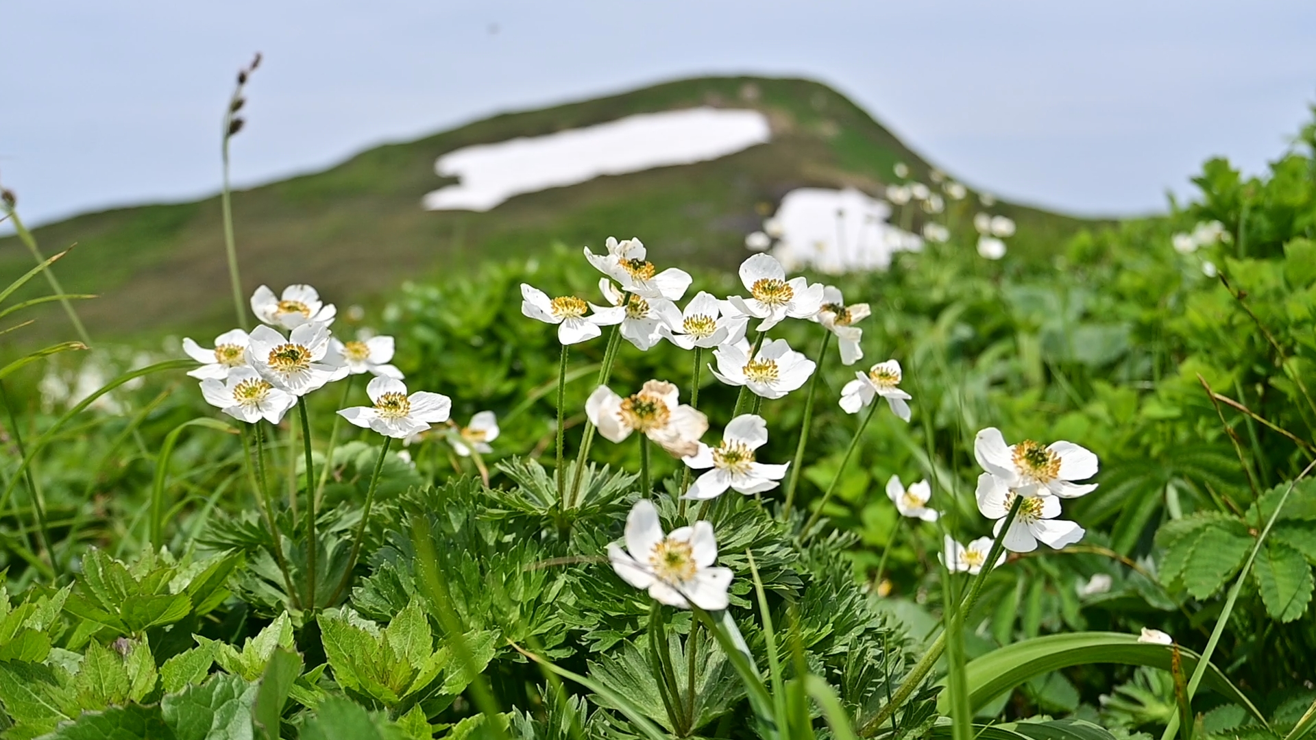 Mononoke Forest / Hiking to Mt. Yakeishi, Tohoku Flower Trails