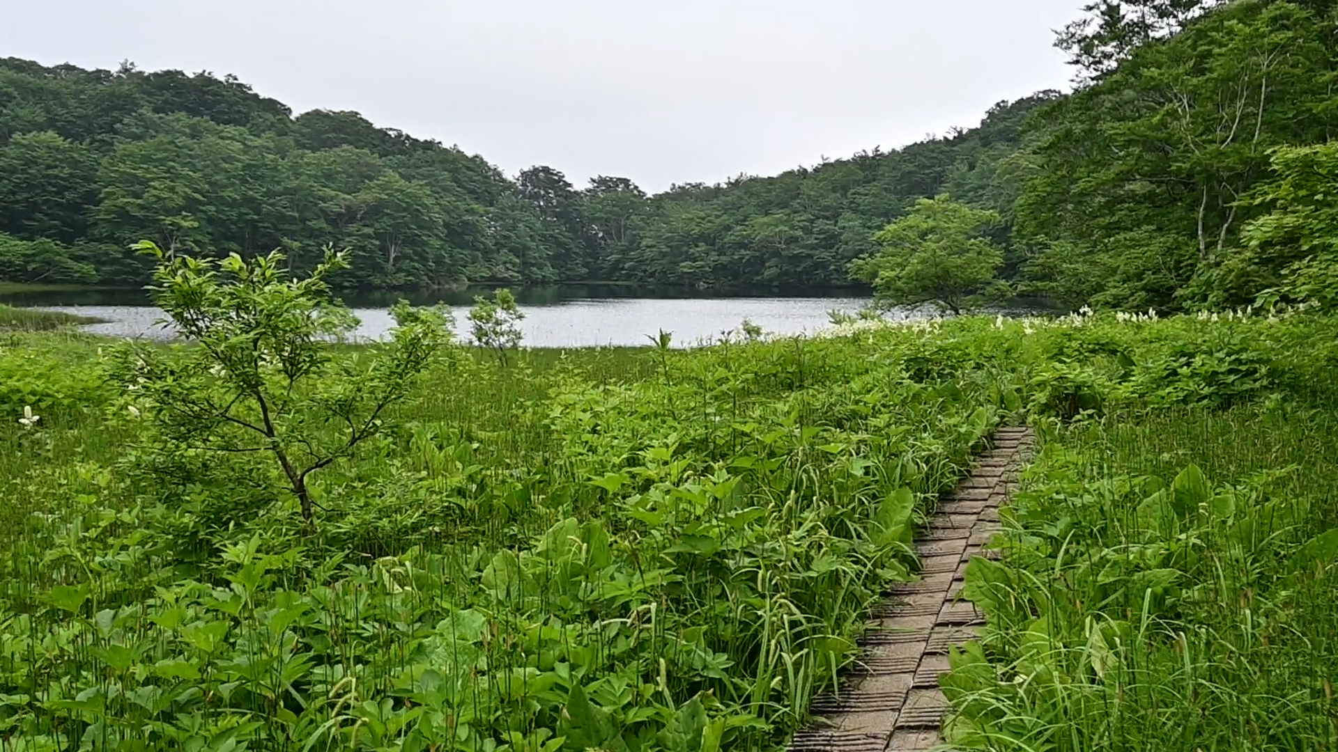 The trails gracefully lead hikers through relatively open valleys, naturally guiding them alongside snowmelt streams and vibrant flower fields. As the diverse flora transforms from the foot to the summit, hikers are treated to a captivating variety throughout their ascent.<br />
<br />
The unique scenery is distinctive in Tohoku, characterized by its special climate, which includes the heaviest snowfall in the temperate rainforest.<br />
While outdoor activities are often weather-dependent, Mt. Yakeishi remains enchanting even in the rain. With proper rain gear and trekking shoes, the misty atmosphere adds a refreshing charm to the landscape, creating an unforgettable experience. 01