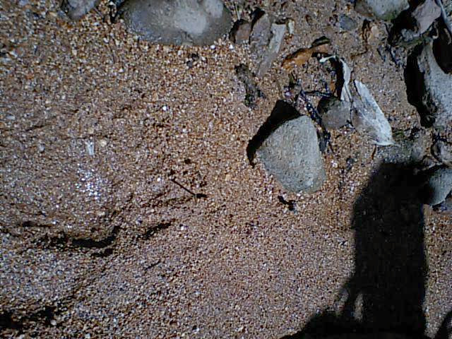 I have to mention the increasing risk of bear attacks, especially in Akita. A few years ago, I used to say that adventures like Sawanobori were relatively safe in Japan because there were no critically dangerous wild animals. But that is no longer true. The number of bear attacks has doubled this year, in 2025. There have been more than 200 reported attacks, and over 15 people have been killed.<br />
<br />
Several possible reasons have been suggested, for example, changes in mountain vegetation affecting the bears’ diet, or bears moving closer to villages as primary industries decline, but no one knows the exact cause. What is clear is that this trend will continue for at least the next few years. For that reason, I don’t recommend hiking alone in the Tohoku region, especially in Akita. The risk of a bear encounter is realistically high at any time. Those bears recognize you as their food recently. That's the fact I have to share with you. 01