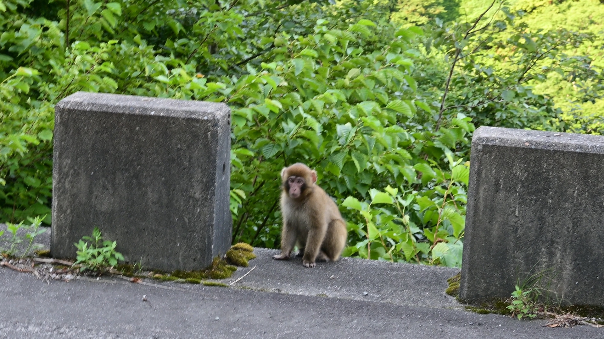 There are three major trailheads for accessing Kumo-no-Daira: Oritate in Toyama Prefecture, Shin-Hodaka on the Gifu side, and Takase Dam in Nagano. Among them, Oritate is the most popular and convenient, as it offers the shortest route to the plateau. However, the only realistic way to reach Oritate is by car, and with limited parking and nighttime road closures, the itinerary must be carefully planned. 02