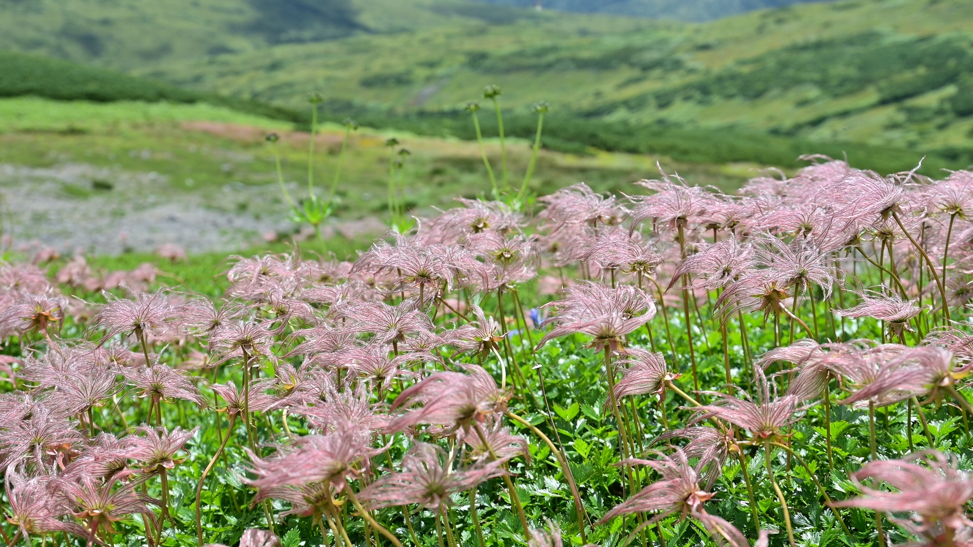 After completing the big loop around Kumo-no-Daira, the trail returns to the Oritate trailhead.<br />
We visited Kumo-no-Daira last time in mid-August and already noticed subtle signs of autumn. Hiking to Kumo-no-Daira in autumn, especially from mid-September onward, is also very appealing, with the mountainsides glowing in vivid reds and yellows. Planning becomes more challenging with shorter daylight hours, but it is well worth the effort. 01